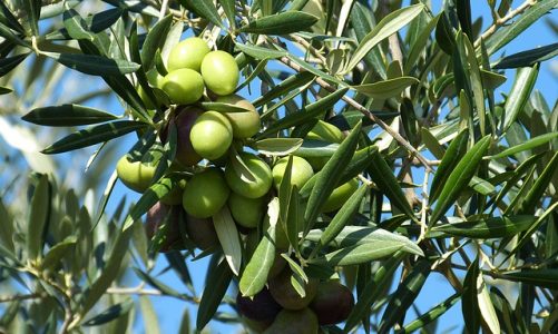 Die Geschichte des Olivenöls